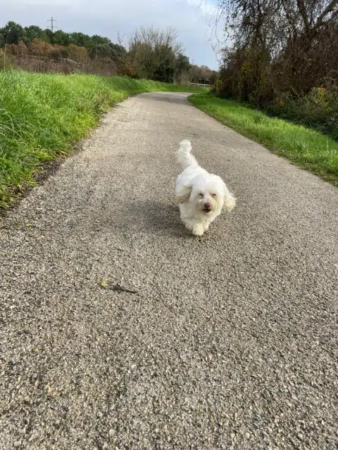 chienne perdue 17480 Le Château-d'Oléron Fuji chienne lost 17480 Le Château-d'Oléron Fuji