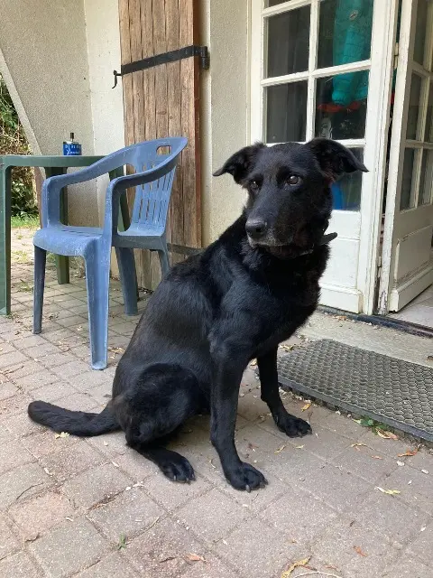 chienne lost   17770 Bercloux Kalis