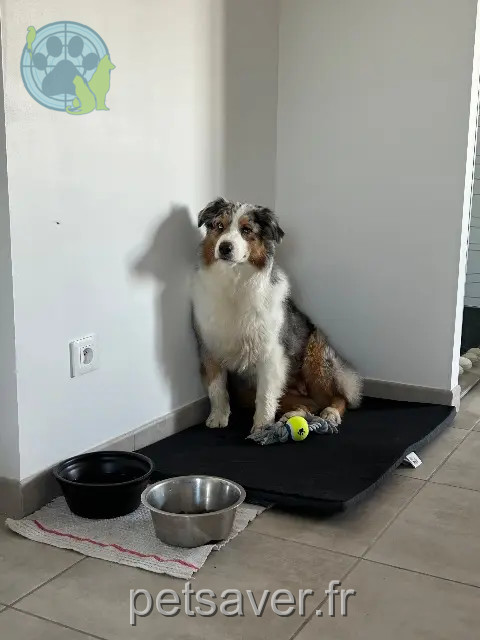 chienne perdue 17230 Saint-Ouen-d'Aunis Kiss chienne lost 17230 Saint-Ouen-d'Aunis Kiss