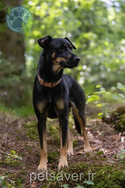 cadela lost 17000 La Rochelle Freyja