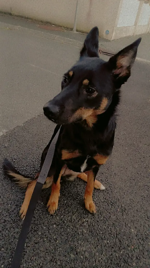 Chienne Perdue 17 Charente-Maritime - Louna Chienne Perdue 17 Charente-Maritime - Louna