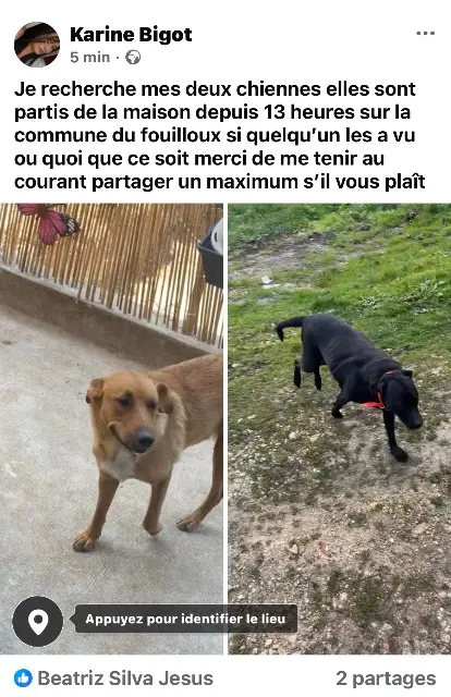 chienne lost   17270 Montguyon Nina