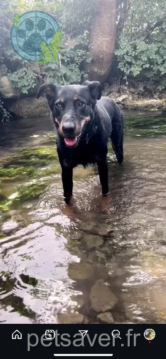 Chienne Perdue 17 Charente-Maritime - Owel Chienne Perdue 17 Charente-Maritime - Owel