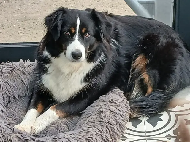 chienne lost   17230 Charron Raven