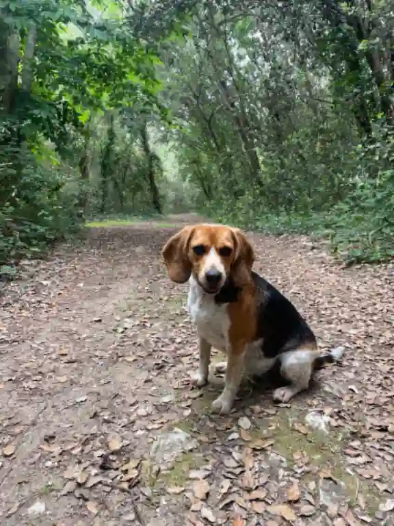 Chienne Perdue 17 Charente-Maritime - Rio