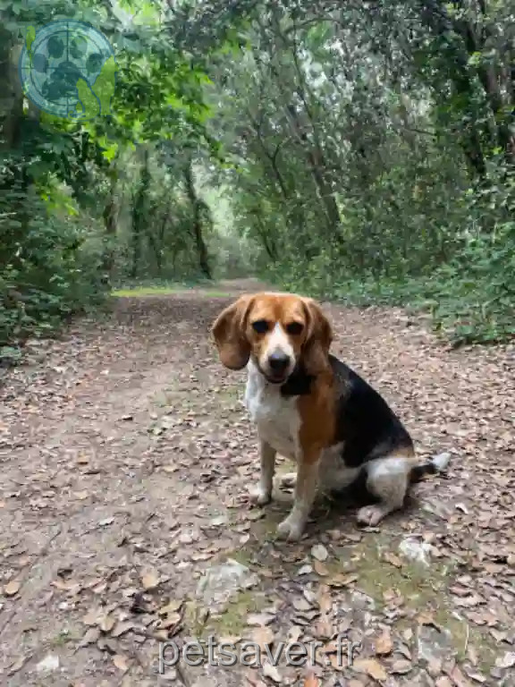 Chienne Perdue 17 Charente-Maritime - Rio Chienne Perdue 17 Charente-Maritime - Rio