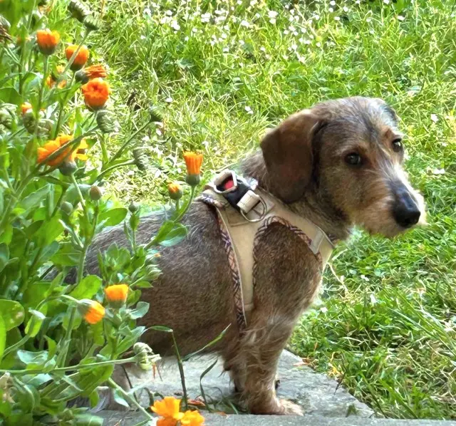 chienne lost   17600 Le Chay ROSalie (Ex Sophie)