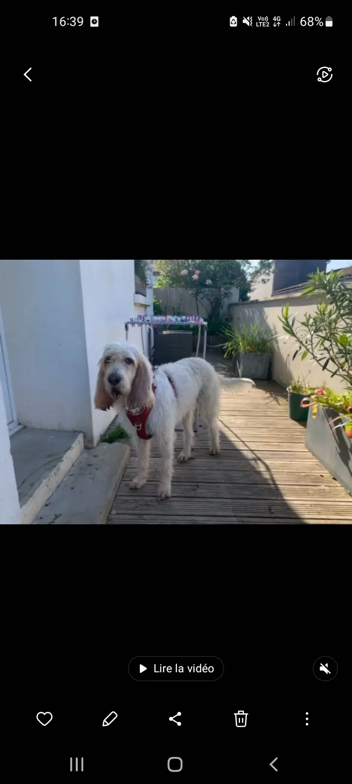 Chienne Perdue 17 Charente-Maritime - Sydney Chienne Perdue 17 Charente-Maritime - Sydney