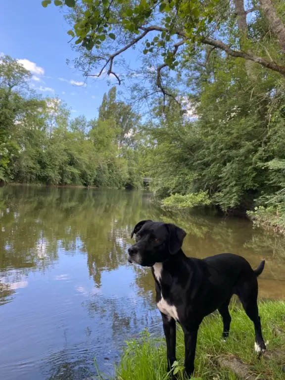 Chienne Perdue 17 Charente-Maritime - Theylie