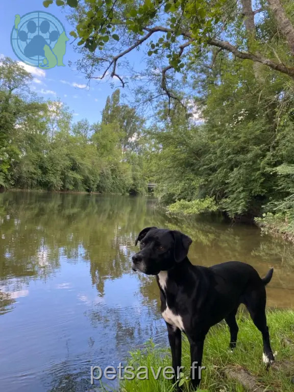 Chienne Perdue 17 Charente-Maritime - Theylie Chienne Perdue 17 Charente-Maritime - Theylie