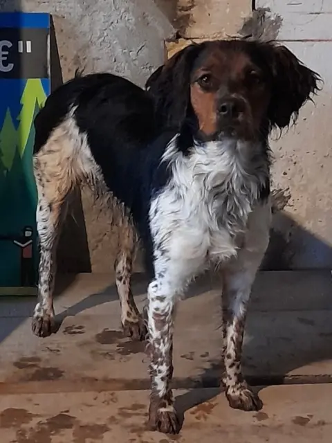 chienne lost   17130 Tugéras-Saint-Maurice Youna
