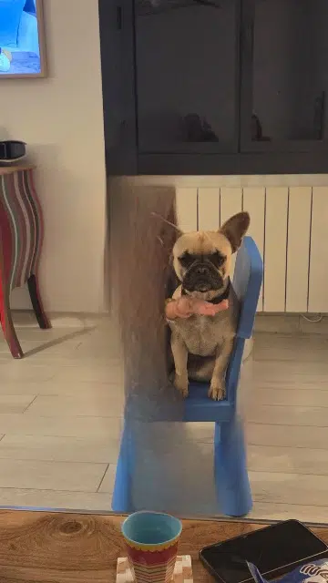 chienne lost   17640 Vaux-sur-Mer Vanny