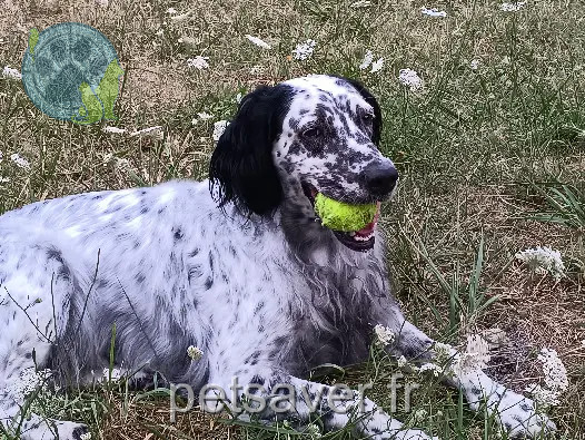 Chienne Perdue 17 Charente-Maritime Chienne Perdue 17 Charente-Maritime