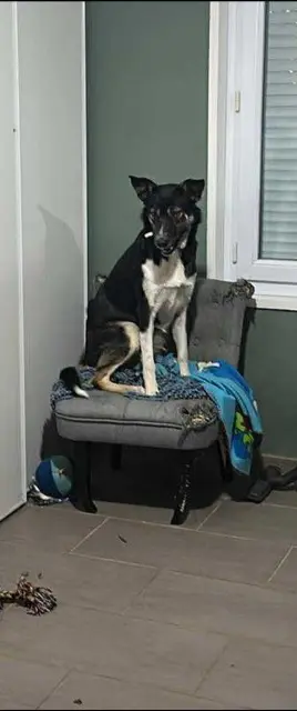 chienne lost   18100 Vierzon Arkana