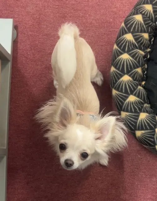 chienne lost   18200 Saint-Amand-Montrond Athéna