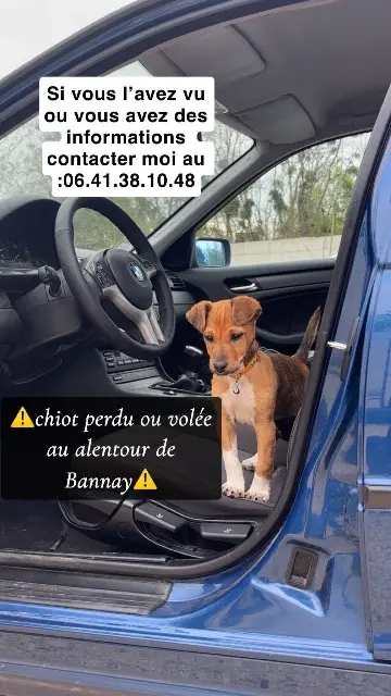 chienne lost   18300 Bannay Daisy