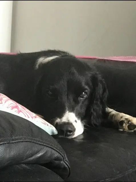 chienne lost   18570 Trouy Gommette