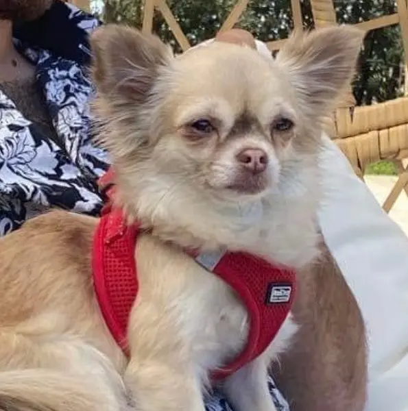 chienne lost   18700 Aubigny-sur-Nère Nell