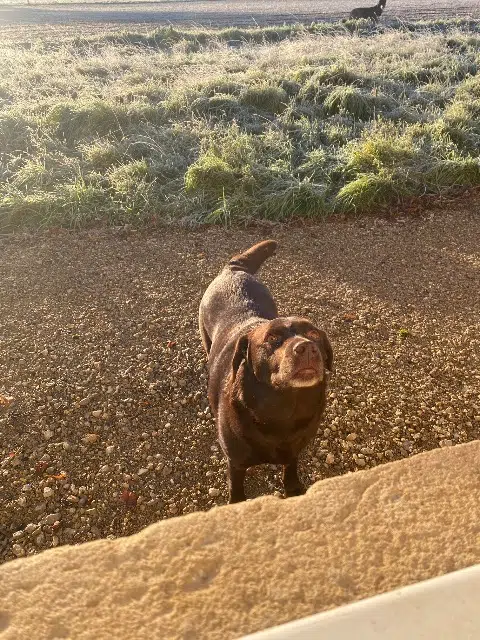 chienne lost   18520 Avord Paddy