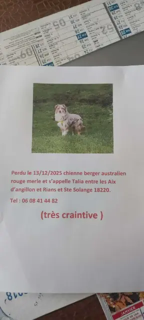 chienne lost   18220 Les Aix-d'Angillon Talia