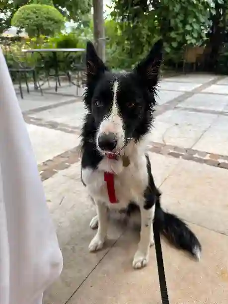 Chienne Perdue 18 Cher - Tally Chienne Perdue 18 Cher - Tally
