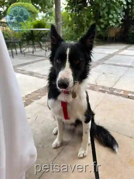 Chienne Perdue 18 Cher - Tally Chienne Perdue 18 Cher - Tally