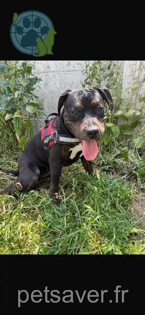 chienne lost   18100 Vierzon Tayla