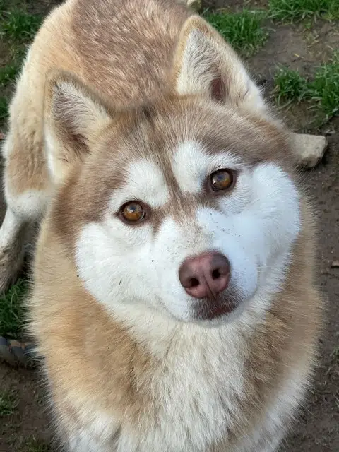 chienne lost    Argentat-sur-Dordogne Osale