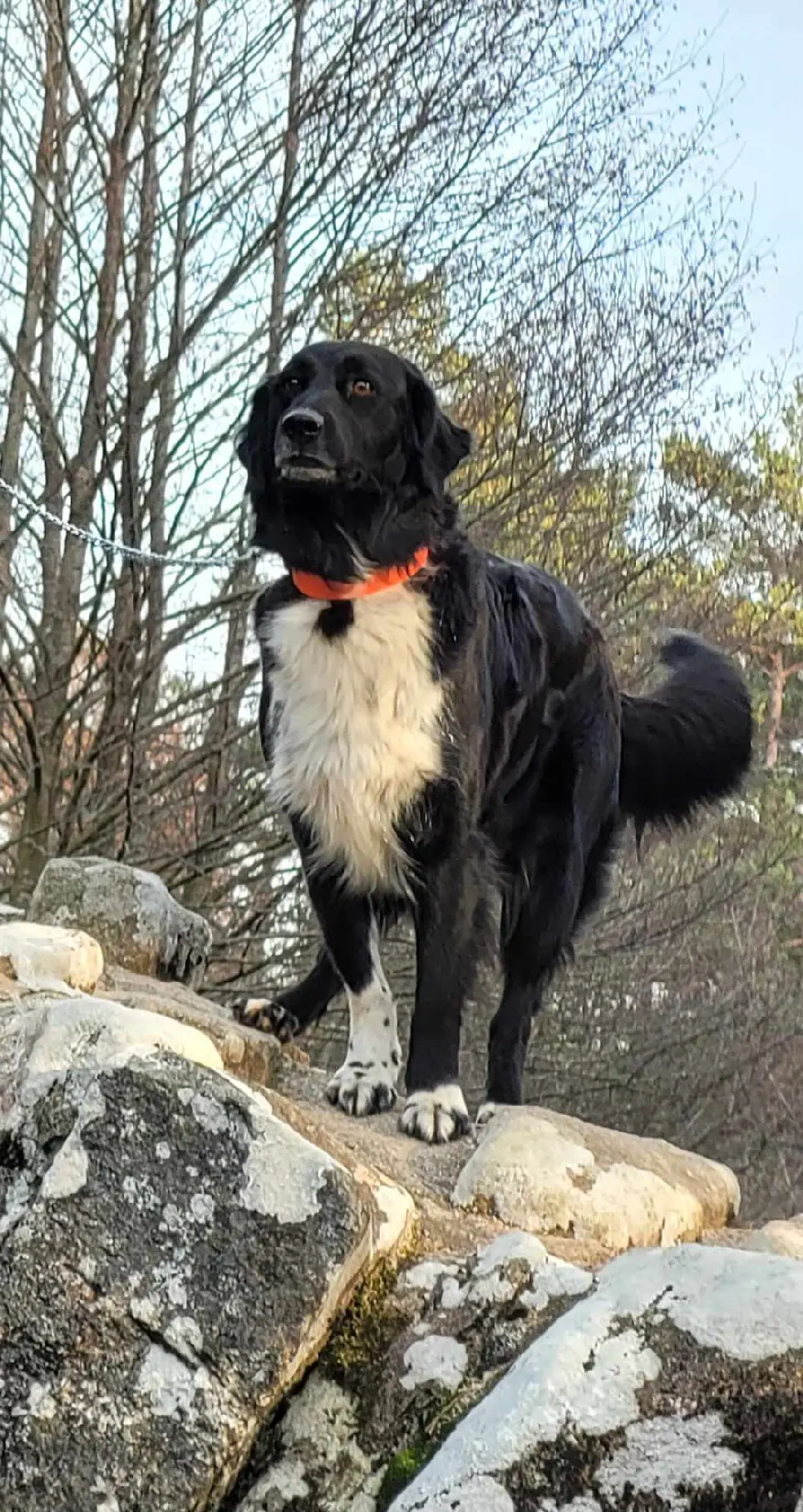 Chienne Perdue 19 Corrèze - Janka Chienne Perdue 19 Corrèze - Janka
