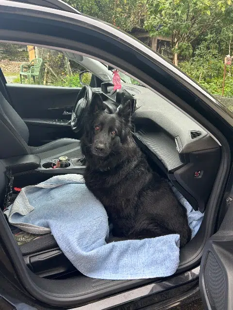 chienne lost   19360 Malemort Nouna