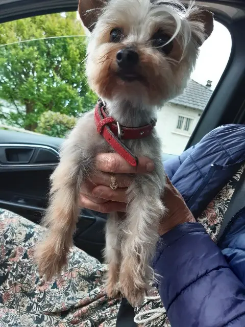 chienne lost   19360 Malemort Praline