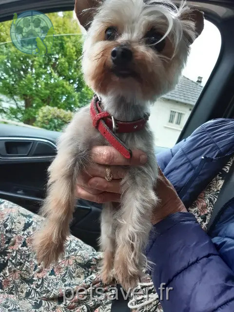 dog lost 19360 Malemort Praline dog lost 19360 Malemort Praline
