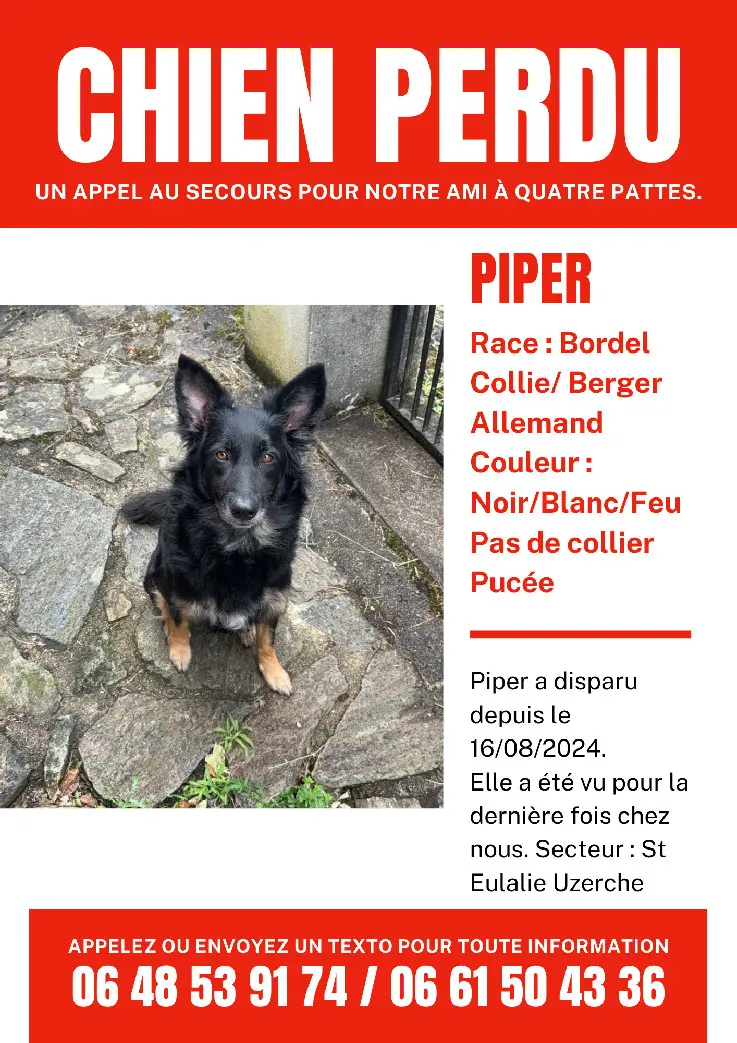 Chienne Perdue 19 Corrèze Chienne Perdue 19 Corrèze