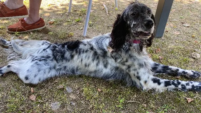 chienne lost   19600 Chasteaux Soria