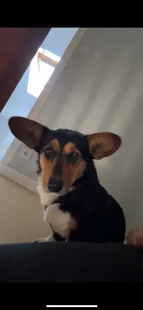 chienne lost   19300 Égletons Utopia