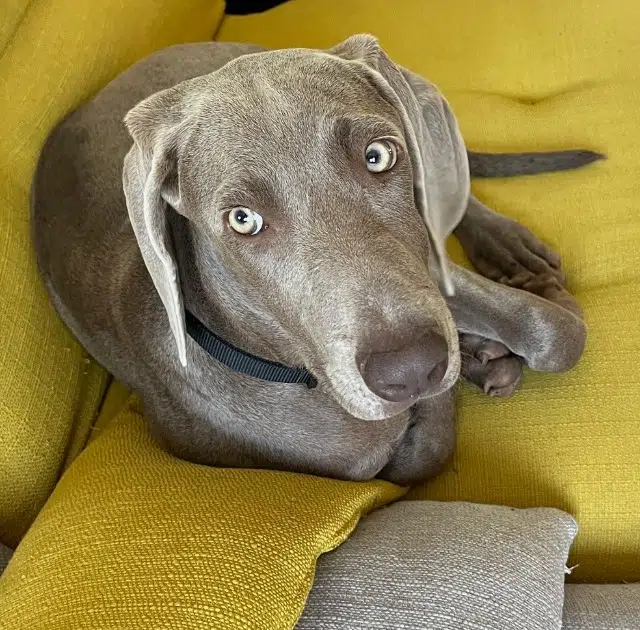 chienne lost   21500 Montbard Alta