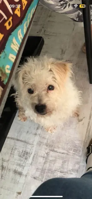 chienne lost   21610 Montigny-Mornay-Villeneuve-sur-Vingeanne Channel