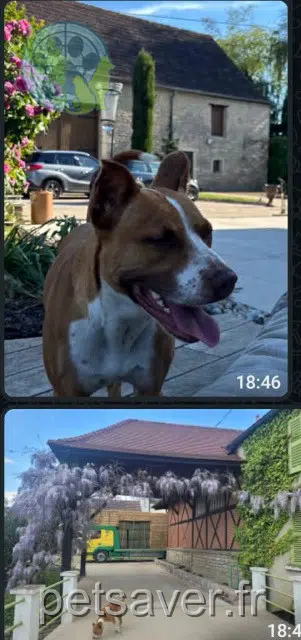 chienne lost   21000 Dijon Jiji