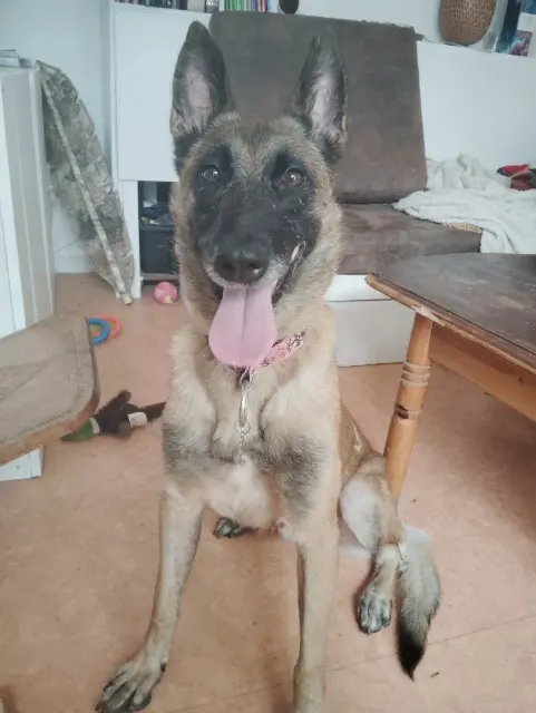 chienne lost   21000 Dijon Raya