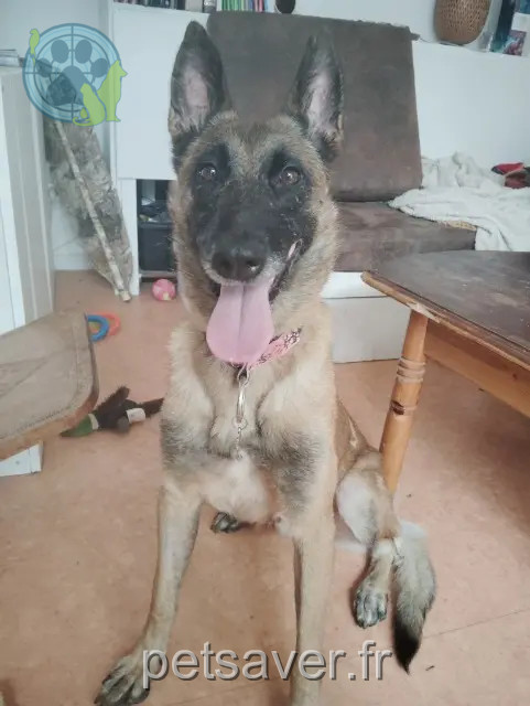 dog lost 21000 Dijon Raya dog lost 21000 Dijon Raya