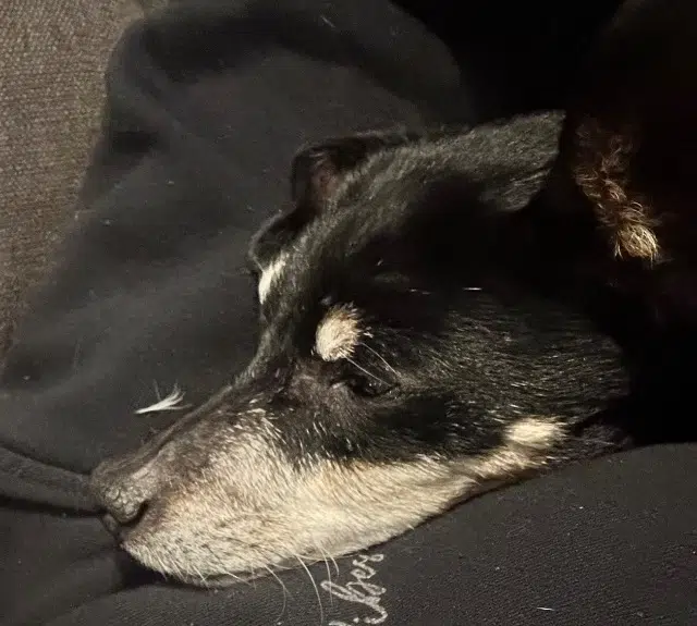 chienne lost   21850 Saint-Apollinaire Elya