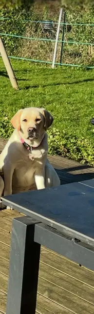 chienne lost   21130 Auxonne Kiara