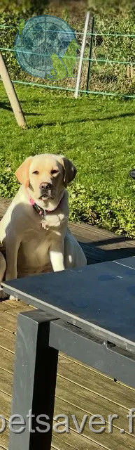 chienne perdue 21130 Auxonne Kiara chienne lost 21130 Auxonne Kiara