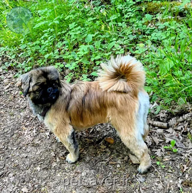 chienne lost   21160 Corcelles-les-Monts Shiva