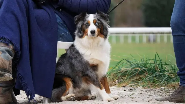 chienne lost   21350 Soussey-sur-Brionne Snow