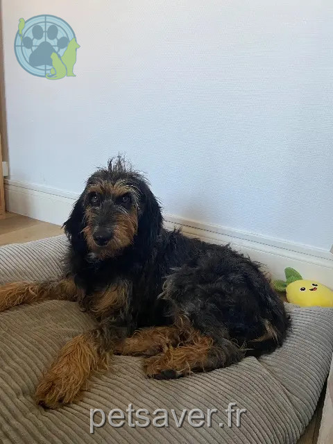 dog lost 21110 Soirans Tornade dog lost 21110 Soirans Tornade