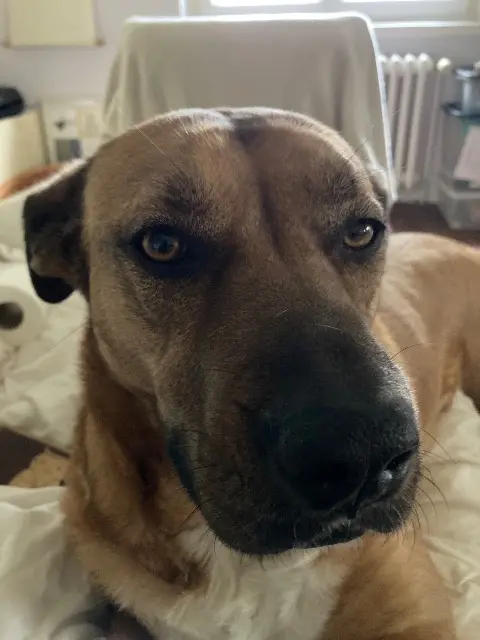 chienne lost   22650 Beaussais-sur-Mer Xena