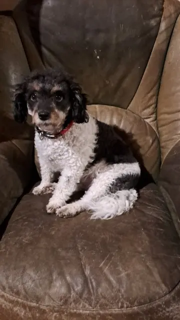 chienne lost   22540 Pédernec Cathy