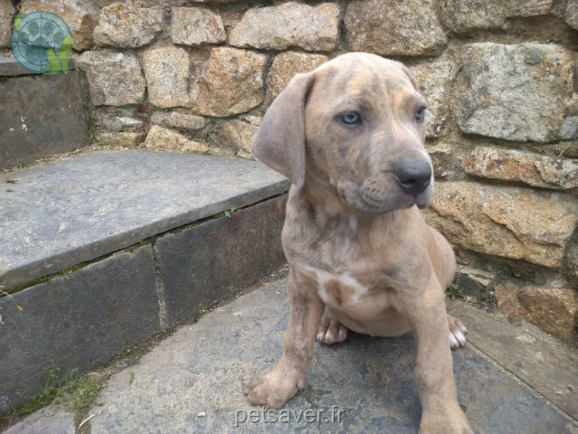 Chienne Perdue 22 Côtes-d'Armor - Chiots-perdus Chienne Perdue 22 Côtes-d'Armor - Chiots-perdus