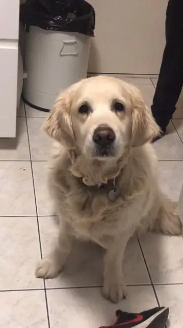 chienne lost   22300 Rospez Girly